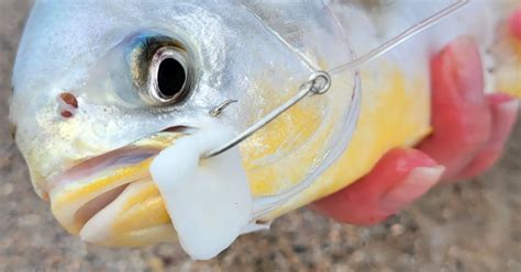 biting fish